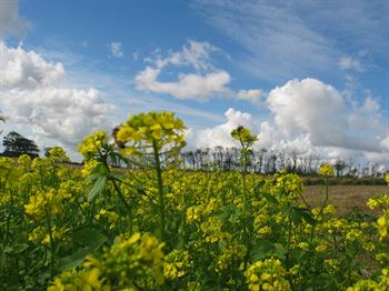 Gul sennep Passion nem.res., 15kg
